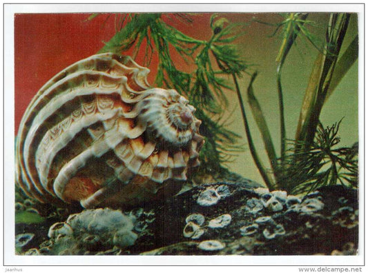 Large Harp - Harpa major - shells - clams - mollusc - 1974 - Russia USSR - unused - JH Postcards