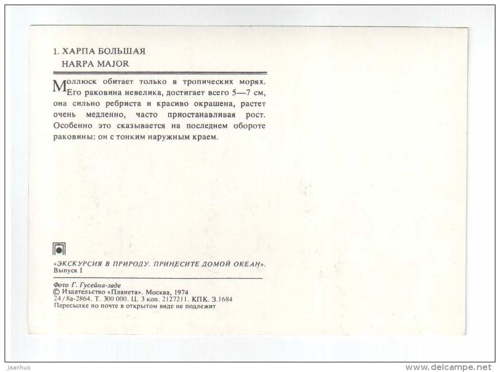 Large Harp - Harpa major - shells - clams - mollusc - 1974 - Russia USSR - unused - JH Postcards