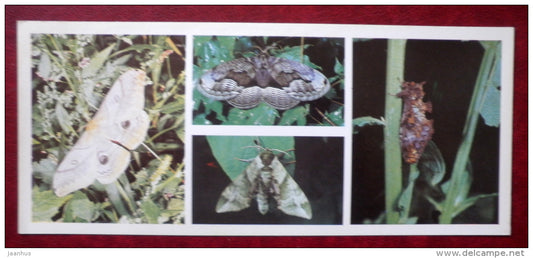 Kedrovaya Pad Nature Reserve - moth , Saturnia , Brahmaea certhia , Callambulyx tatarinovi - 1984 - Russia USSR - unused - JH Postcards