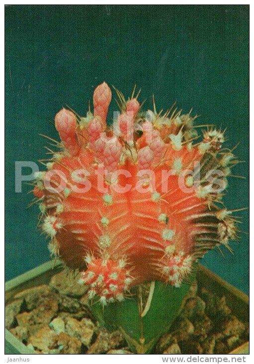 Gymnocalycium mihanovichii - cactus - flowers - 1984 - Russia USSR - unused - JH Postcards