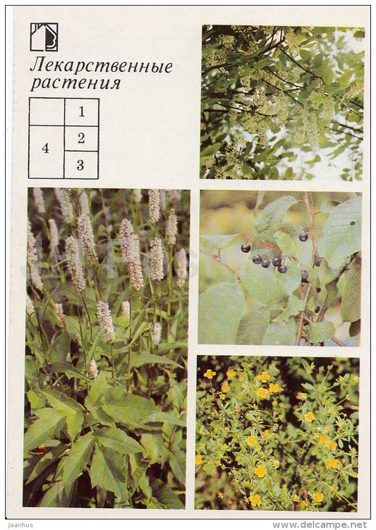 Bird-cherry tree - Common Tormentil - Bistort - Medicinal Plants - Herbs - 1988 - Russia USSR - unused - JH Postcards