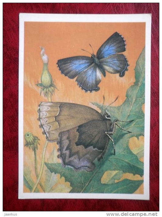ginsia frivaldszky - butterflies - 1986 - Russia - USSR - unused - JH Postcards