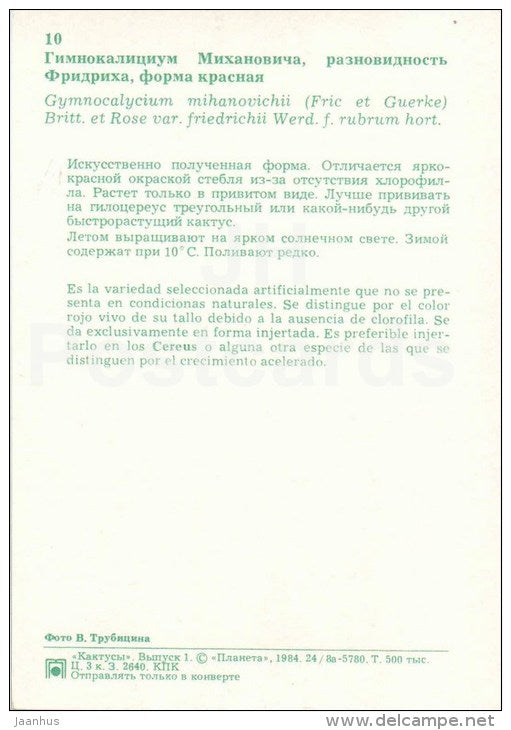 Gymnocalycium mihanovichii - cactus - flowers - 1984 - Russia USSR - unused - JH Postcards
