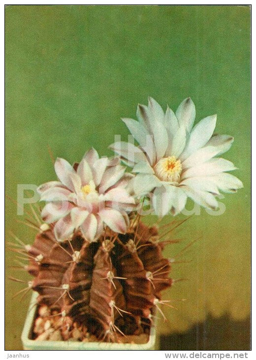 Gymnocalycium mihanovichii - 1 - cactus - flowers - 1984 - Russia USSR - unused - JH Postcards