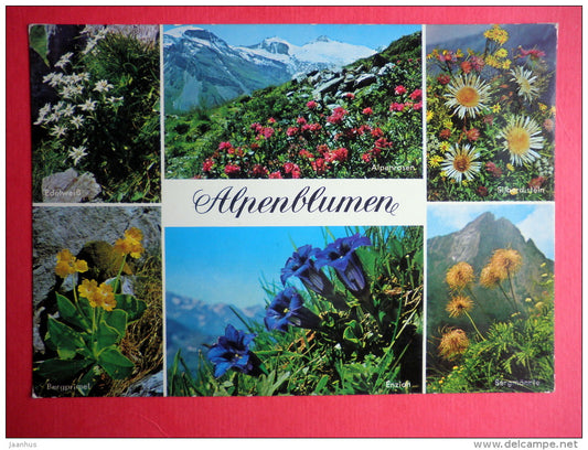Alpenblumen - alpine flowers - Germany - unused - JH Postcards