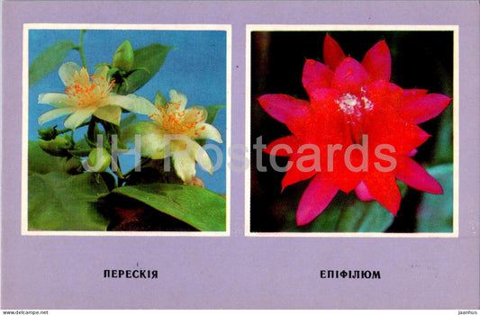 Pereskia - Epiphyllum - cacti - cactus - flowers - 1977 - Ukraine USSR - unused - JH Postcards