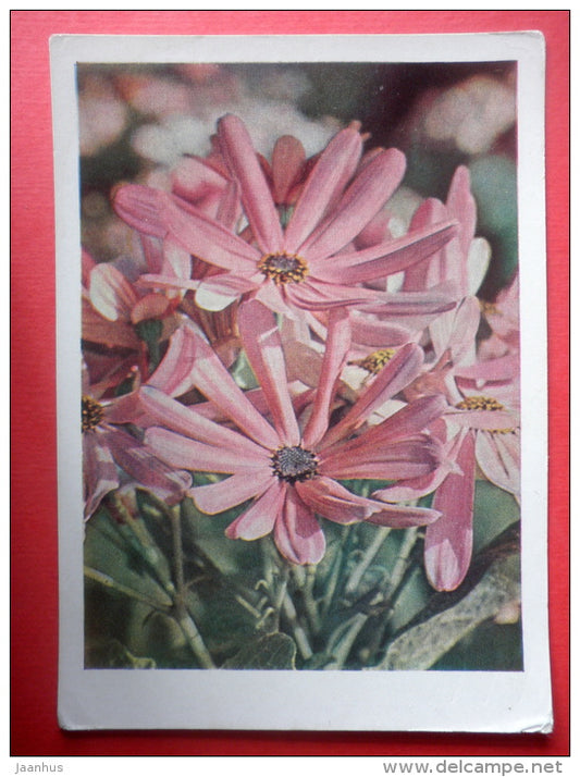 cineraria - flowers - stationery card - 1967 - Russia USSR - used - JH Postcards