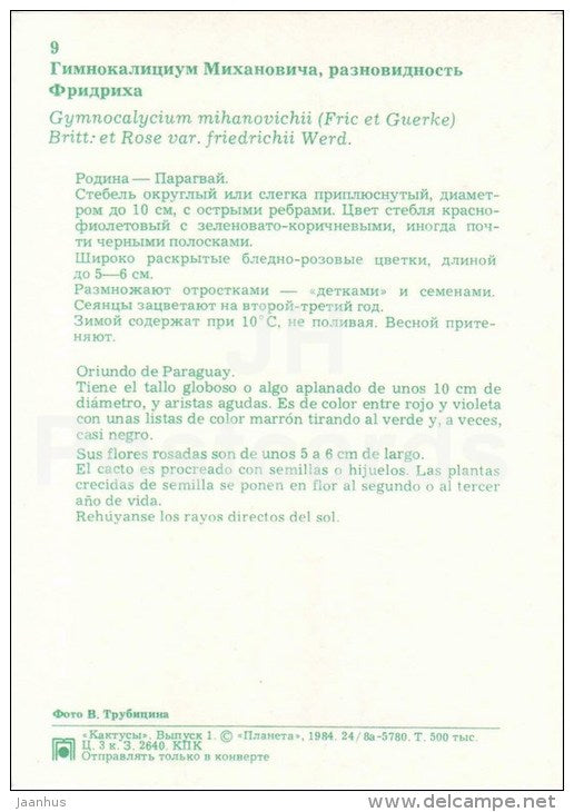 Gymnocalycium mihanovichii - 1 - cactus - flowers - 1984 - Russia USSR - unused - JH Postcards