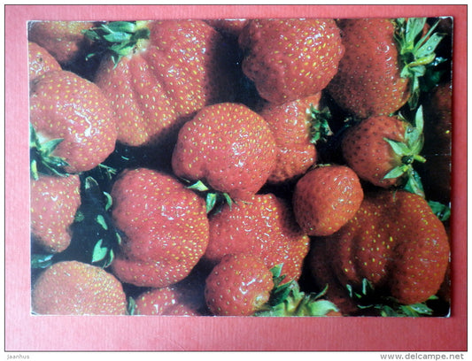Greeting Card - strawberry - EUROPA CEPT - music - Finland - sent from Finland Turku to USSR Estonia 1985 - JH Postcards