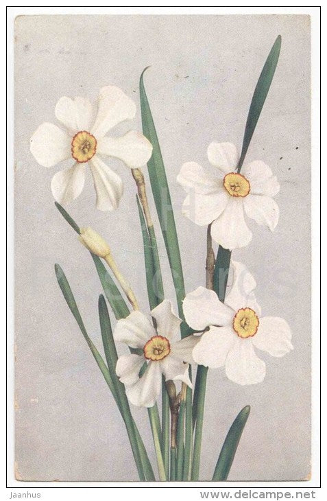 Greeting Card - Narcissus Poeticus - Weisse Narzisse - flowers - circulated in Imperial Russia Estonia Wesenberg 1910 - JH Postcards