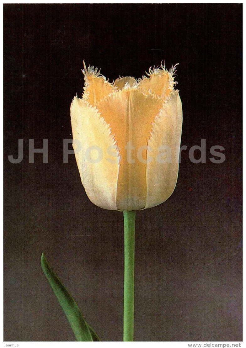 Fringed Elegans - Tulip - 1986 - Russia USSR - unused - JH Postcards