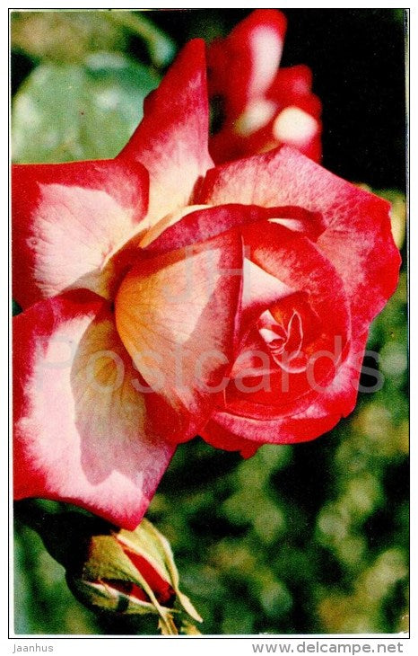 Rina Herholdt - flowers - Roses - Russia USSR - 1973 - unused - JH Postcards