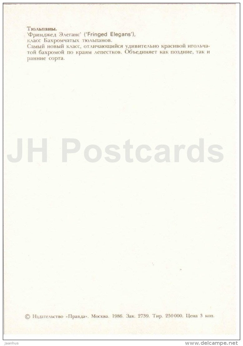 Fringed Elegans - Tulip - 1986 - Russia USSR - unused - JH Postcards