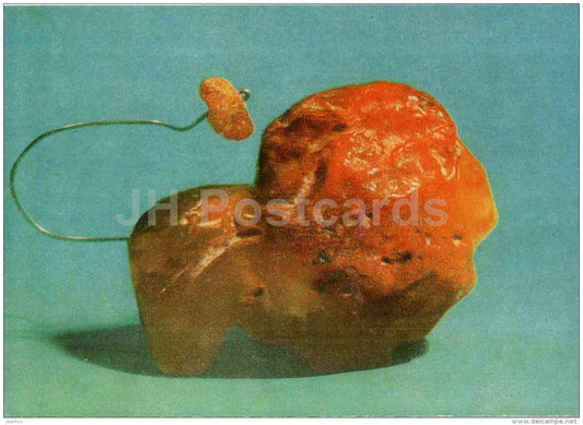 A Little Lion by Z. Jonuskaite - Amber - art - Gintaras - 1973 - Lithuania USSR - unused - JH Postcards