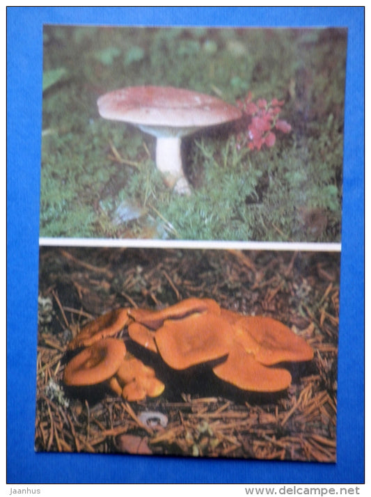 Lactarius trivialis - Milkcap - Lactarius rufus - mushrooms - 1976 - Estonia USSR - unused - JH Postcards
