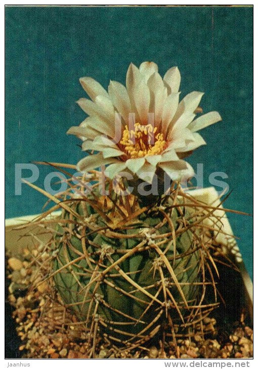 Gymnocalycium cardenasianum - cactus - flowers - 1984 - Russia USSR - unused - JH Postcards