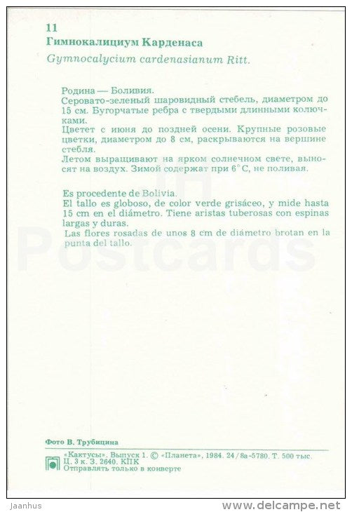 Gymnocalycium cardenasianum - cactus - flowers - 1984 - Russia USSR - unused - JH Postcards