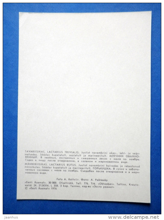 Lactarius trivialis - Milkcap - Lactarius rufus - mushrooms - 1976 - Estonia USSR - unused - JH Postcards