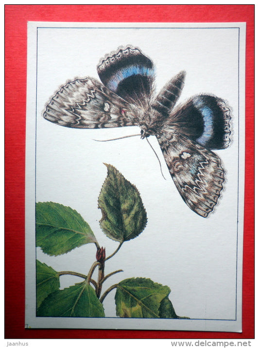 The Blue Underwing , Catocala fraxini - insects - 1987 - Russia USSR - unused - JH Postcards