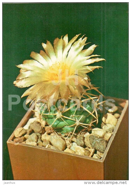 Coryphantha sulcolanata - cactus - flowers - 1984 - Russia USSR - unused - JH Postcards
