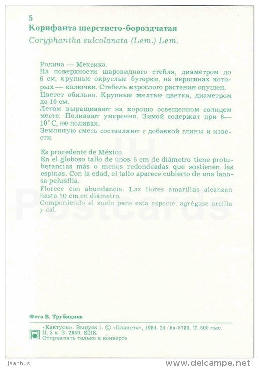 Coryphantha sulcolanata - cactus - flowers - 1984 - Russia USSR - unused - JH Postcards