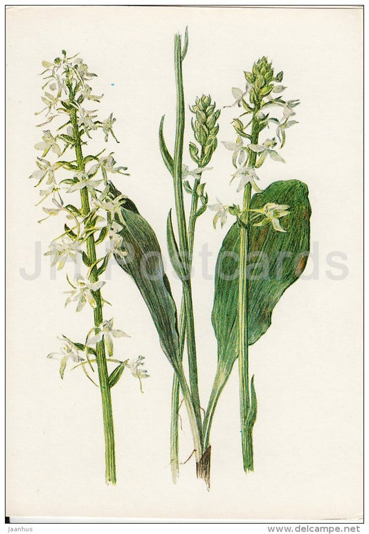 Lesser Butterfly-Orchid - Platanthera bifolia - Plants under protection - 1981 - Russia USSR - unused - JH Postcards