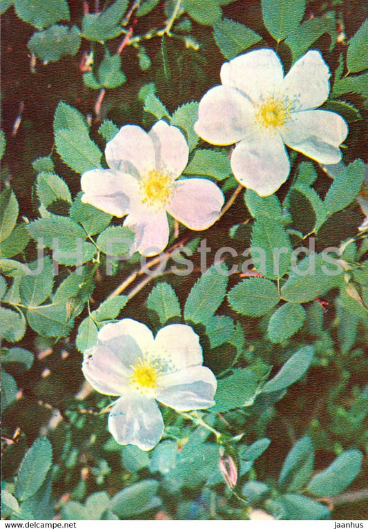 Cinnamon Rose - Rosa majalis - Medicinal Plants - 1981 - Russia USSR - unused - JH Postcards