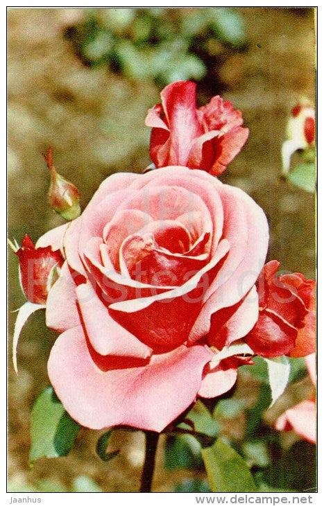 Montezuma - flowers - Roses - Russia USSR - 1973 - unused - JH Postcards