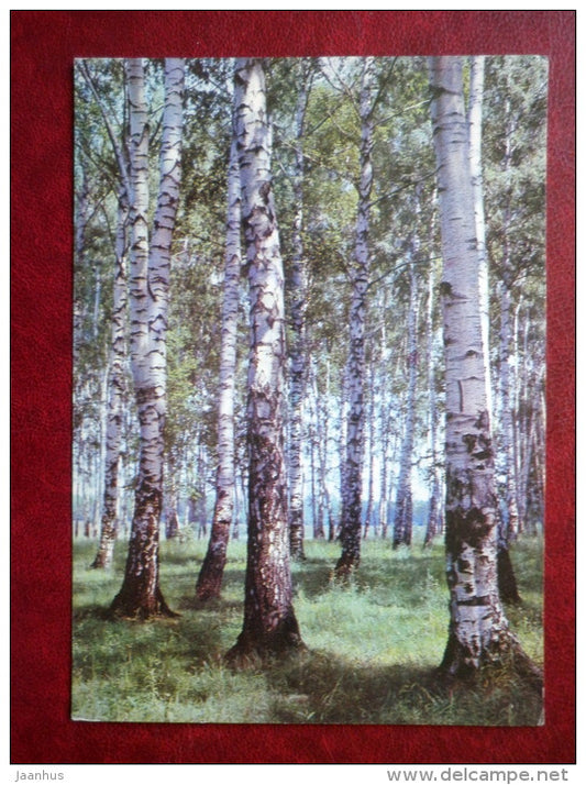 birchwood - nature - 1981 - Russia USSR - unused - JH Postcards