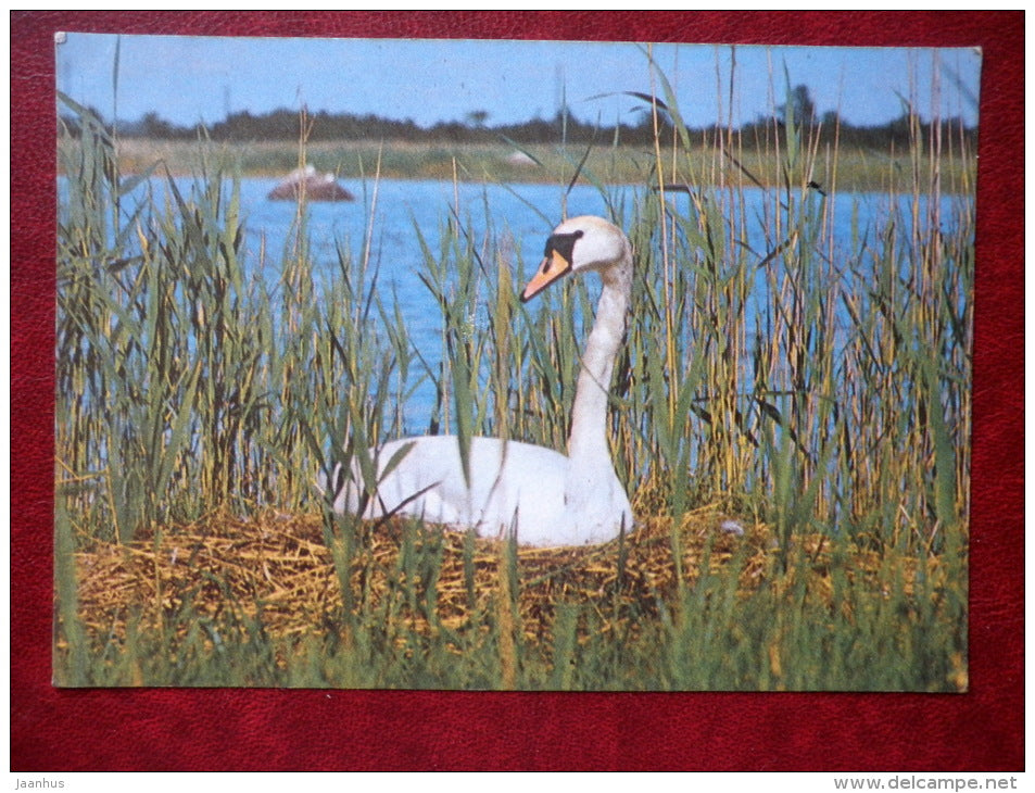 Mute Swan - Cygnus olor - birds - 1987 - Estonia - USSR - unused - JH Postcards