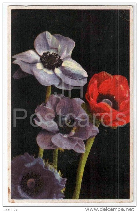 Anemone Coronaria - Garden Anemonies - flowers - Photochromie - Serie 664 Nr. 1892 - circulated in Estonia 1946 - JH Postcards