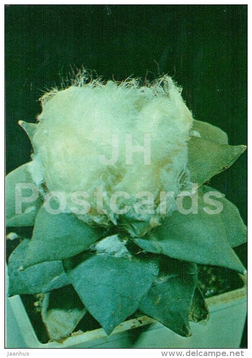 Ariocarpus furfuraceus - cactus - flowers - 1984 - Russia USSR - unused - JH Postcards