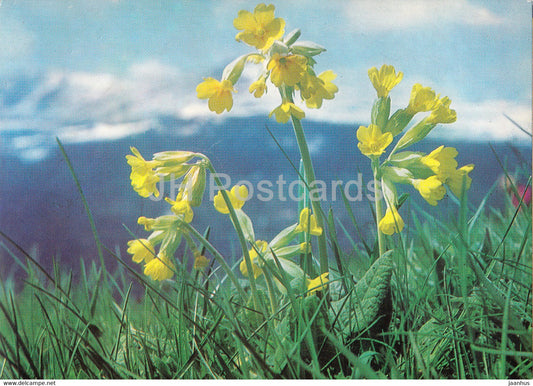 Cowslip - flowers - plants - Bulgaria - unused - JH Postcards
