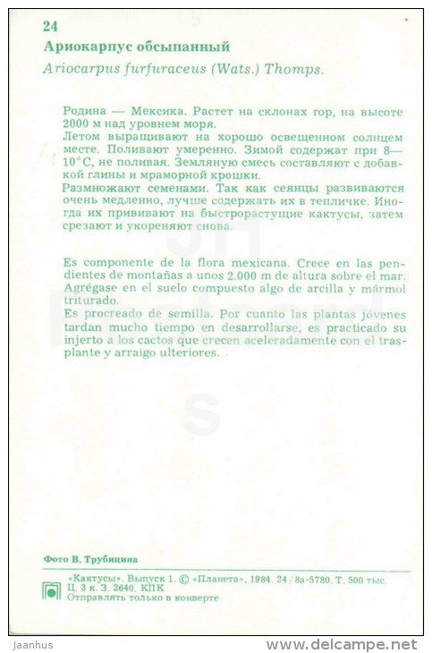 Ariocarpus furfuraceus - cactus - flowers - 1984 - Russia USSR - unused - JH Postcards