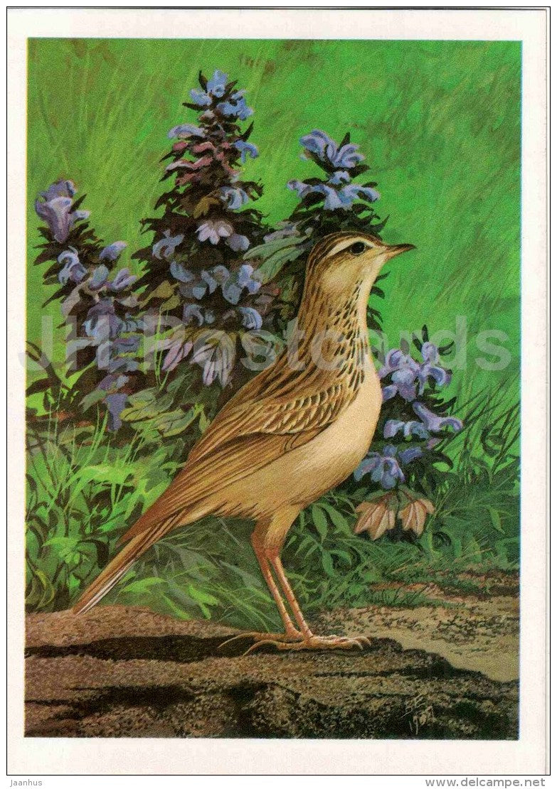 Blyth's pipit - Anthus godlewskii - bird - Birds of Russia - Siberia - 1988 - Russia USSR - unused - JH Postcards