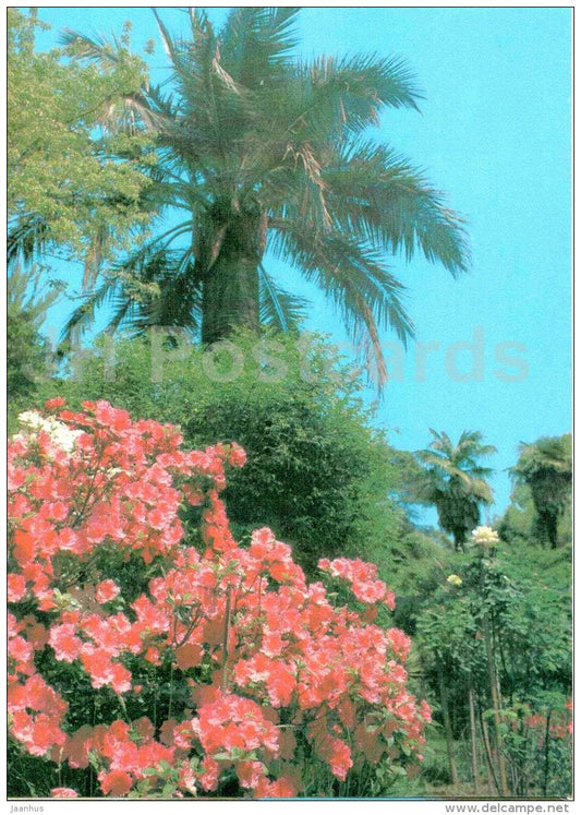 Botanical Garden - Sukhumi - Abkhazia - postal stationery - 1980 - Georgia USSR - unused - JH Postcards