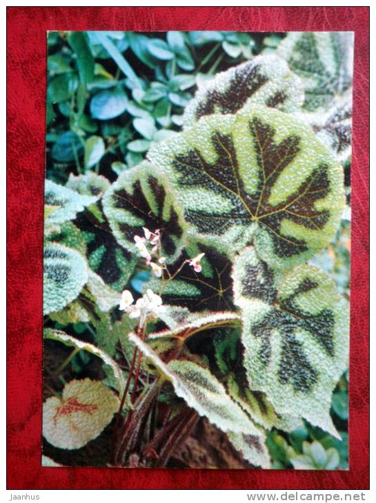 Iron Cross - Begonia masoniana - flowers - 1987 - Russia - USSR - unused - JH Postcards