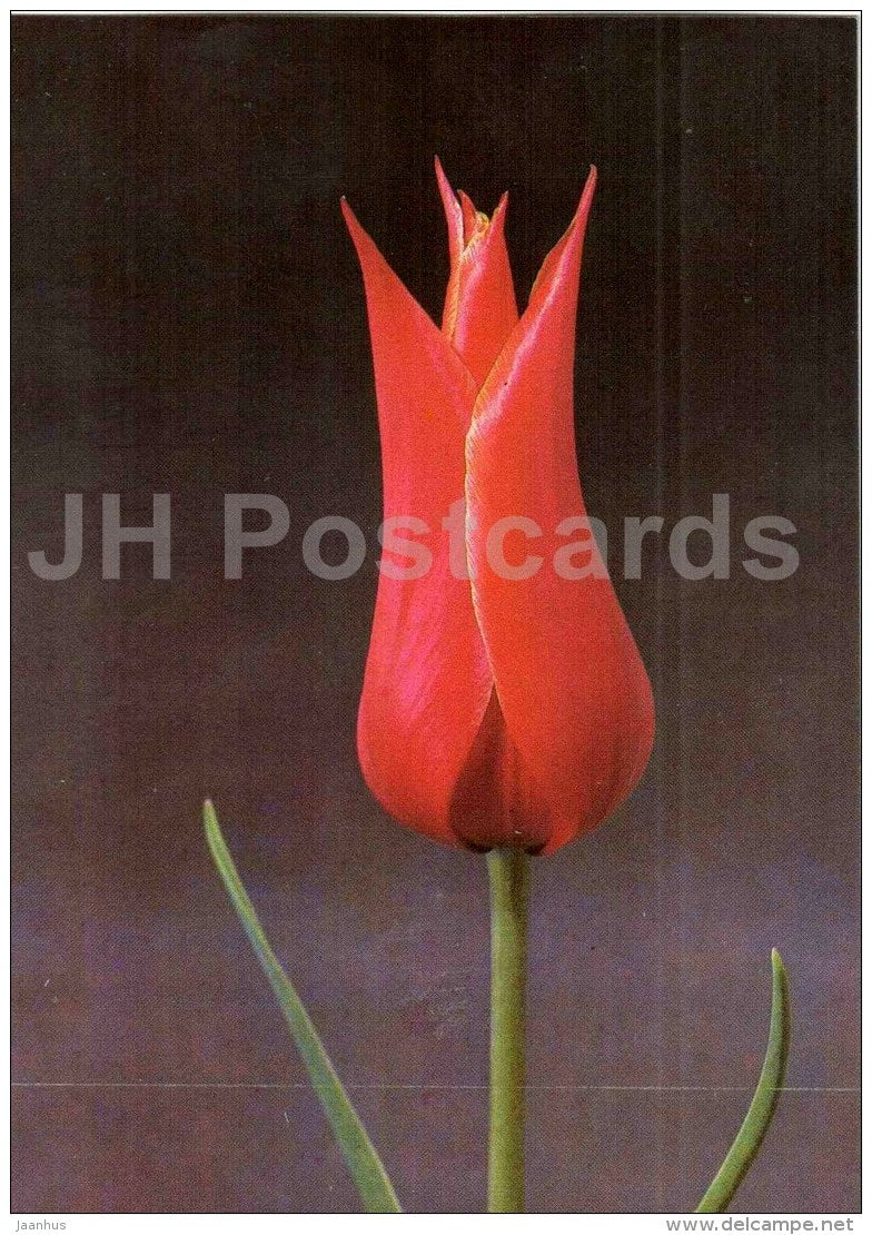 Queen of Sheba - Tulip - 1986 - Russia USSR - unused - JH Postcards