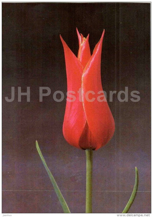 Queen of Sheba - Tulip - 1986 - Russia USSR - unused - JH Postcards