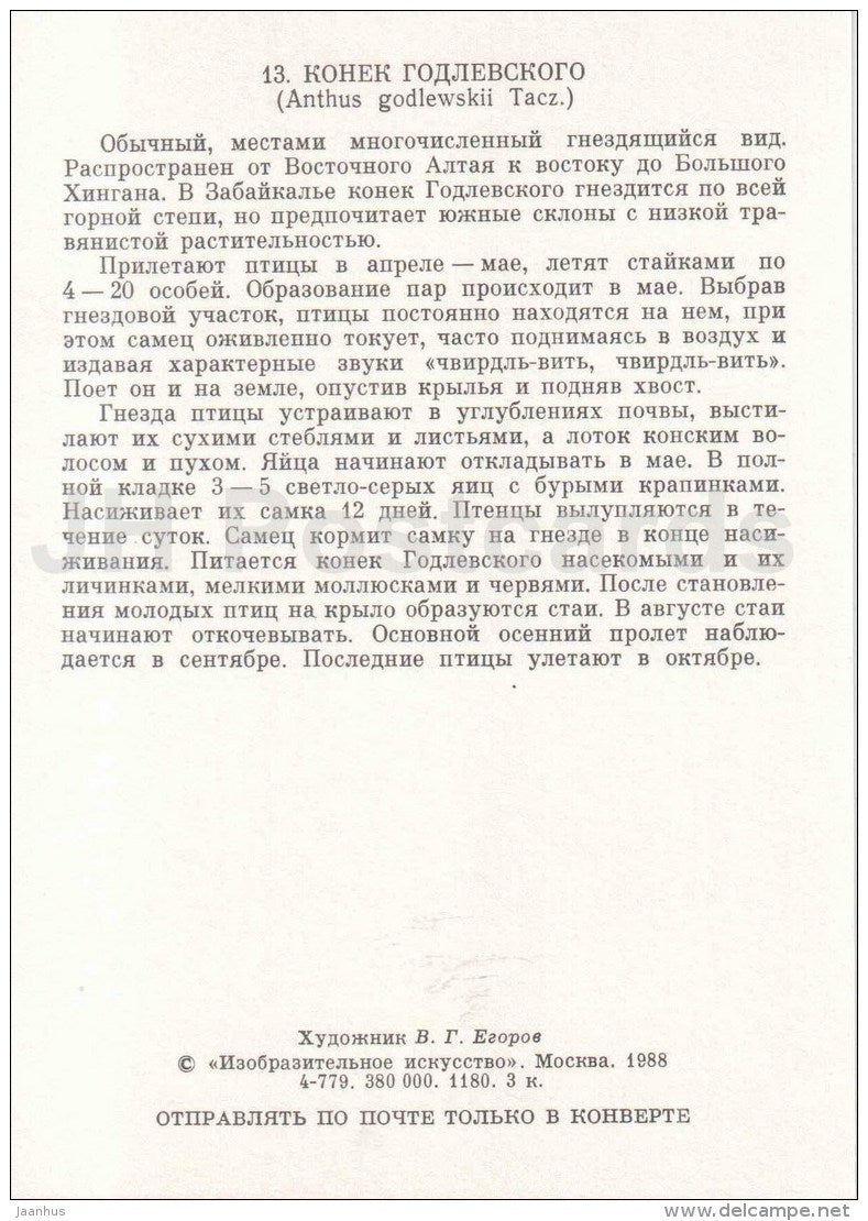 Blyth's pipit - Anthus godlewskii - bird - Birds of Russia - Siberia - 1988 - Russia USSR - unused - JH Postcards