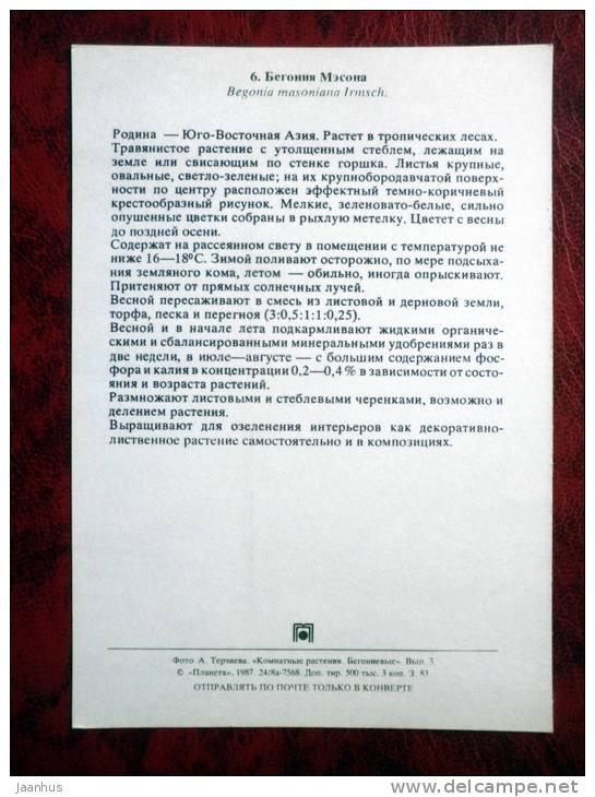 Iron Cross - Begonia masoniana - flowers - 1987 - Russia - USSR - unused - JH Postcards