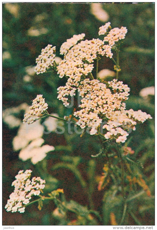 Yarrow - Achillea millefolium - Medicinal Plants - Herbs - 1980 - Russia USSR - unused - JH Postcards