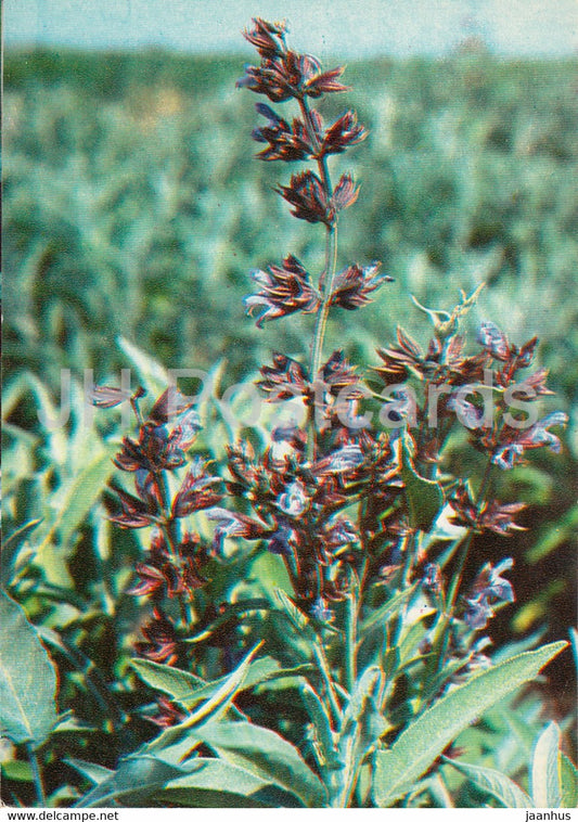 Common sage - Salvia officinalis - Medicinal Plants - 1980 - Russia USSR - unused - JH Postcards