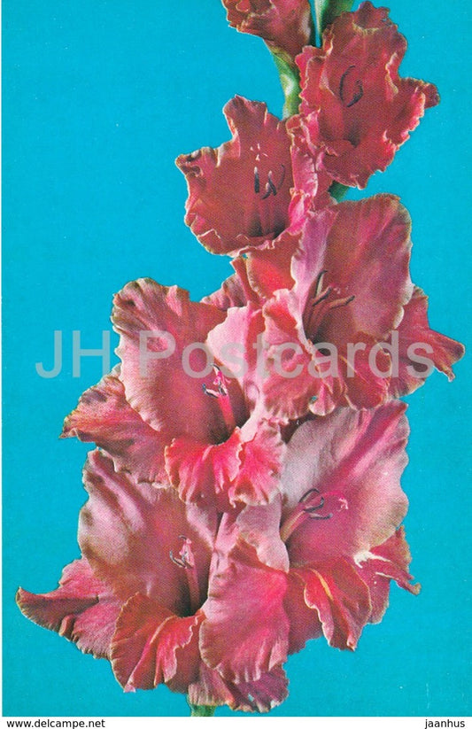 Zyazylya - Gladiolus - Flowers - 1974 - Russia USSR - unused - JH Postcards