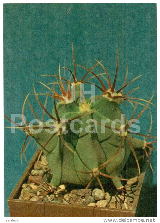 Ferocactus histrix - cactus - flowers - 1984 - Russia USSR - unused - JH Postcards