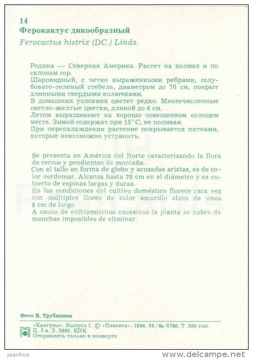 Ferocactus histrix - cactus - flowers - 1984 - Russia USSR - unused - JH Postcards