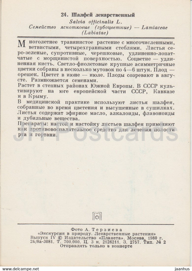 Common sage - Salvia officinalis - Medicinal Plants - 1980 - Russia USSR - unused