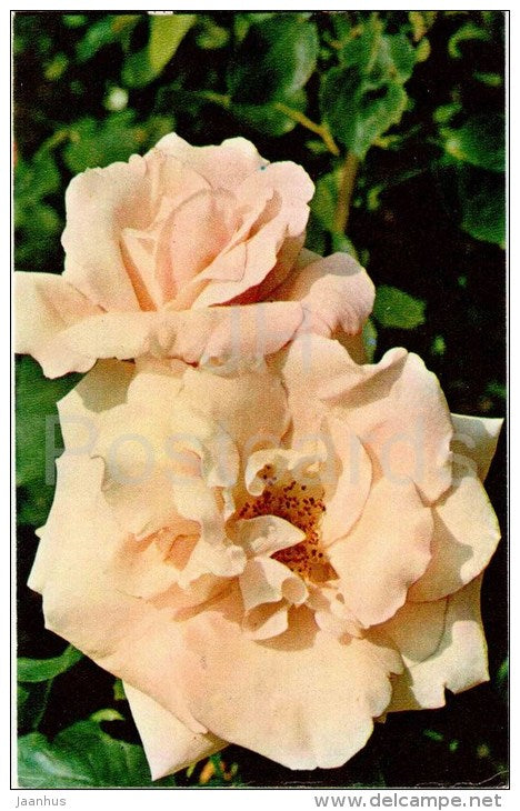 Frau Karl Druschki - flowers - Roses - Russia USSR - 1973 - unused - JH Postcards