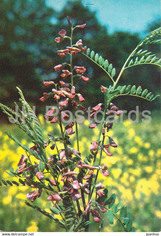 Alkali swainsonpea - Sphaerophysa salsula - Medicinal Plants - 1980 - Russia USSR - unused - JH Postcards