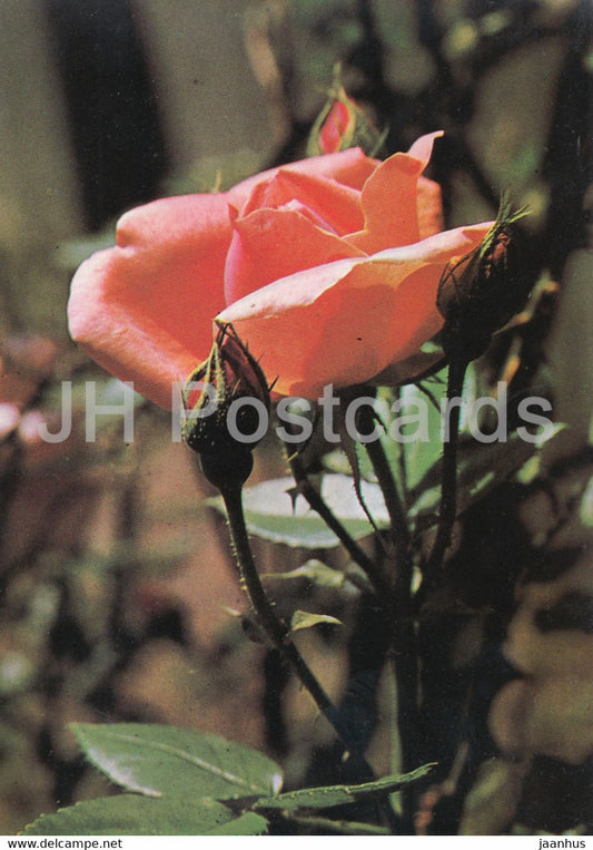 rose - flowers - plants - Bulgaria - unused - JH Postcards